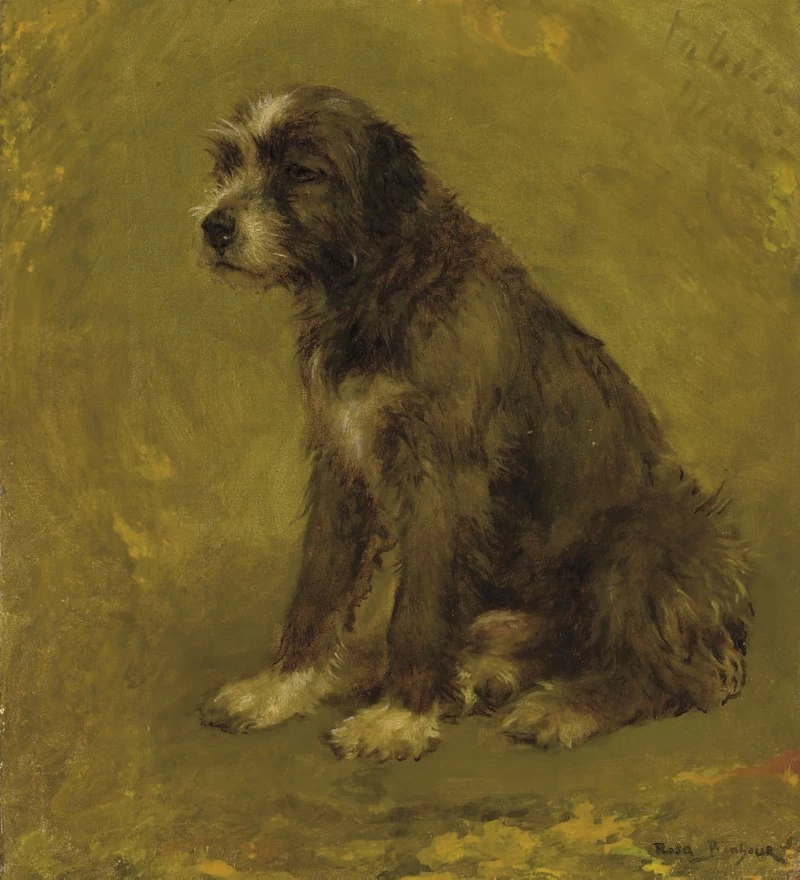 Cane da pastore, seduto